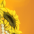 :iconsablewest: