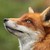 Sabretheasswolf :iconsabretheasswolf: