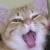 :iconsabretooth-tiger: