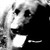 :iconsabrina1200: