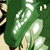 :iconsaburbrony6: