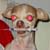 :iconsaccharin:
