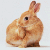 :iconsachi56: