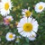 :iconsacramented-desire: