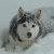 :iconsad-little-tiger: