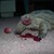 :iconsaddestturtle: