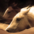 :iconsaddleupfast: