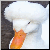 :iconsadiechan: