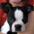 :iconsadiethebostonterrie: