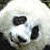 :iconsadpanda: