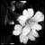 :iconsaecula: