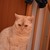 :iconsaeta333: