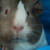 :iconsaffie-chan: