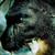 :iconsafira6: