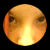 :iconsafyrex: