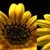 :iconsaga-olg: