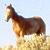 :iconsage-unicorn: