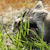 :iconsagittaa: