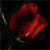 :iconsagittaria: