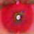 :iconsaguine:
