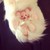 :iconsailornerissa: