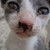 :iconsailorrah:
