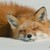:iconsailorsaturn18: