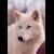 :iconsaint-akatosh: