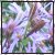 :iconSaint-Vier: