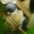:iconsaiquarx:
