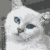 :iconsaiyune: