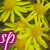 :iconsaki-potter: