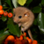 :iconsakura-baum: