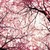 :iconsakura-blossom1:
