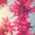 :iconsakura-breeze: