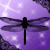 :iconsakura-sagumi: