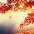 :iconsakura-ume: