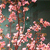 :iconsakura1983: