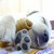 :iconsakura1993: