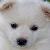 :iconsakura9706: