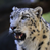 :iconsakurahanawolf: