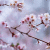 :iconsakuraspringwaltz: