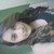 :iconsakuse: