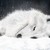 :iconsalamandra1: