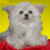 :iconsalesgorilla:
