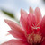 :iconsallyjanephotography: