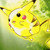 :iconsalm1990:
