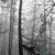 :iconsaltedrose: