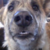 :iconsaltydogsrfr: