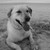 :iconsaltyrumdogs: